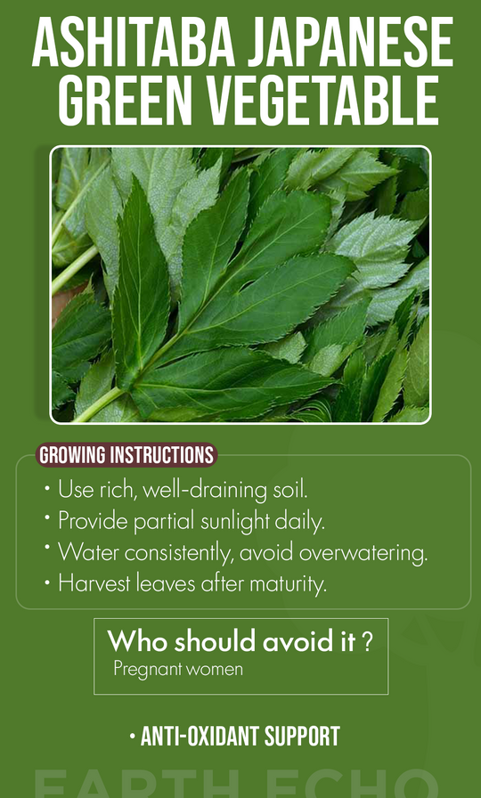 Grow Health & Vitality This Winter: Ashitaba Japanese Green Vegetable Seeds