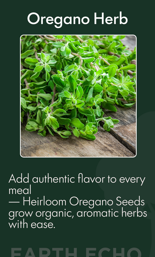 “Bring Mediterranean Magic Home: Grow Flavorful Oregano with Heirloom, Non-GMO Organic Seeds from EarthEco”