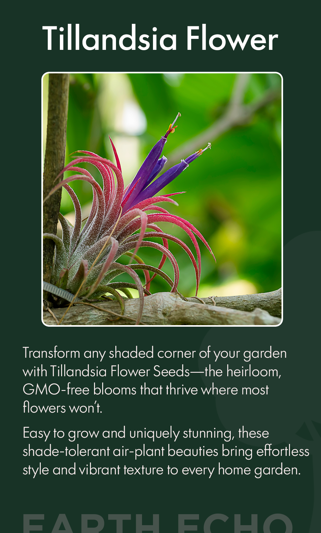 Bring Home Living Art: Grow Beautiful Tillandsia Flowers from Shade-Tolerant Heirloom Seeds