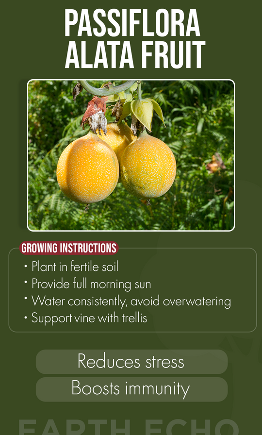 Bring Exotic Beauty Home This Winter: Passiflora Alata Fruit Seeds for Your Garden