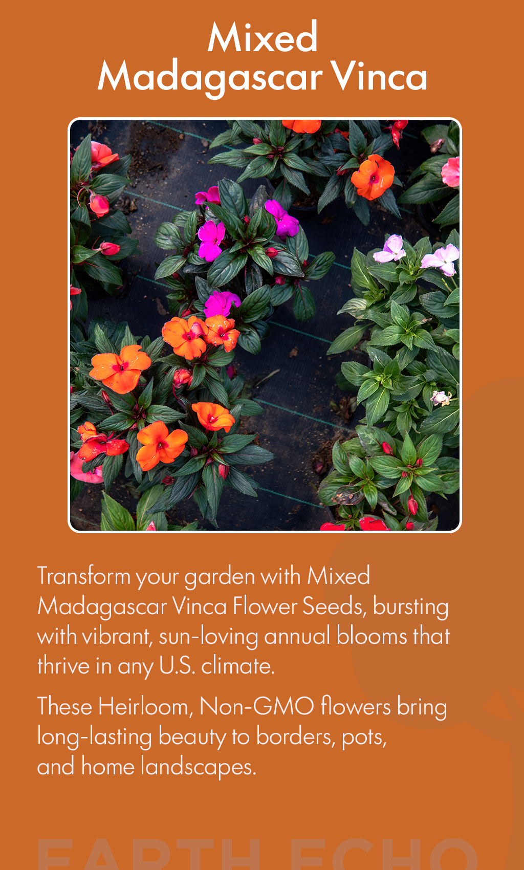 Bring Your Garden to Life with Mixed Madagascar Vinca Flower Seeds – A Burst of Color That Heals the Soul