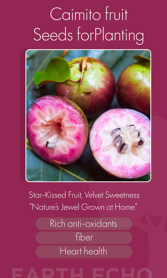Grow a Taste of the Tropics at Home: Plant Caimito (Star Apple) Seeds This Winter