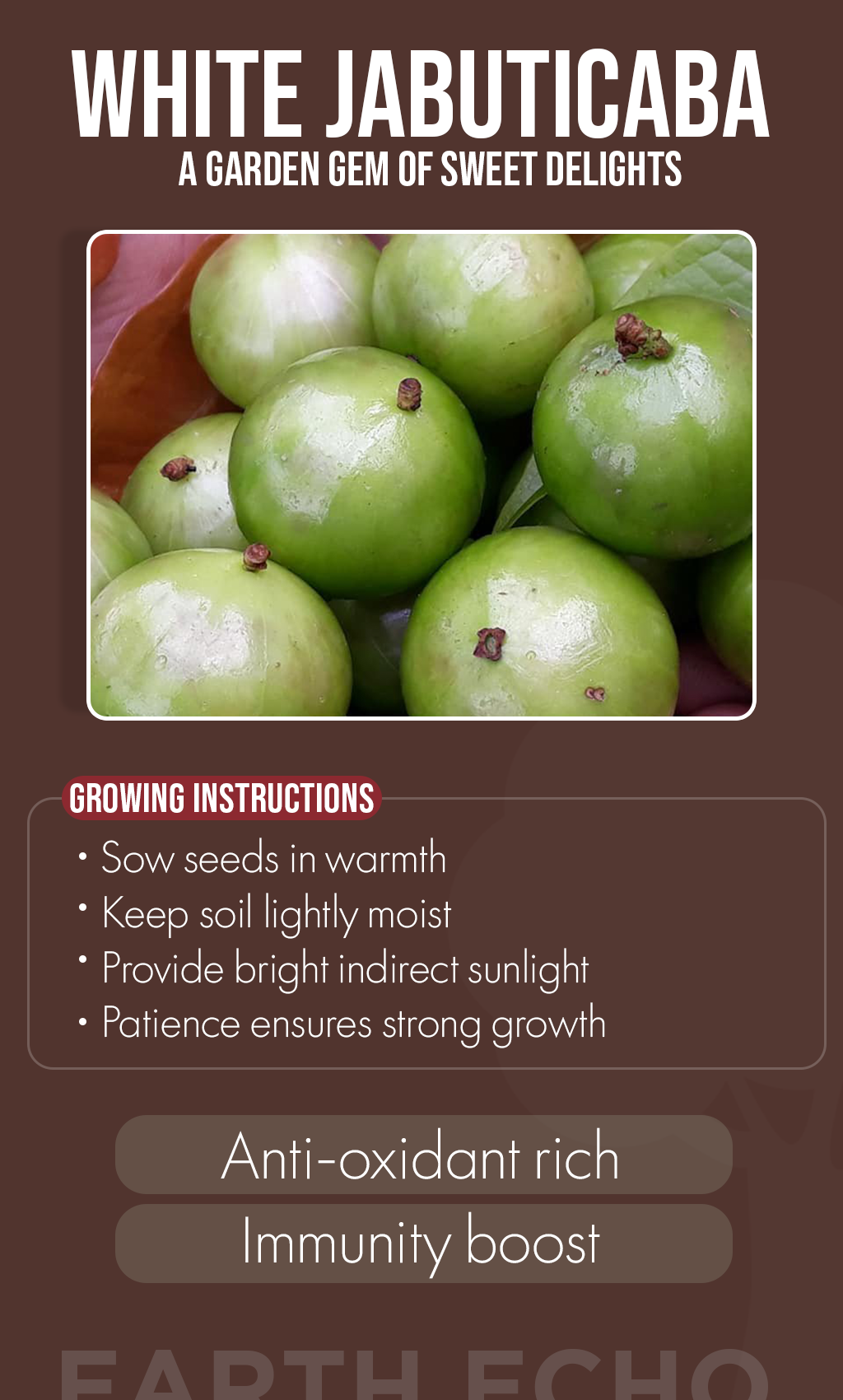 Grow Sweet Winter Magic: White Jabuticaba Seeds for Your Garden