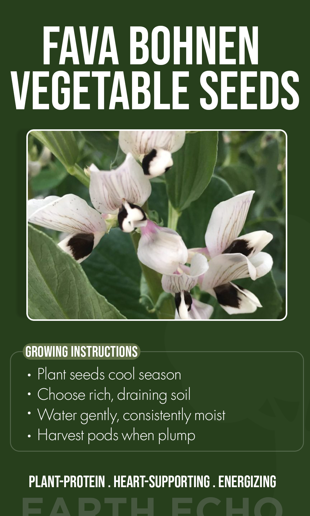 “Winter Garden Magic: Grow Beautiful & Nourishing Fava Bohnen Flowers from Seed”