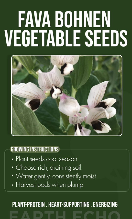 “Winter Garden Magic: Grow Beautiful & Nourishing Fava Bohnen Flowers from Seed”