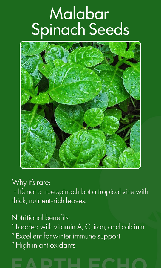 “Winter’s Green Miracle: Planting Malabar Spinach Seeds for a Thriving Home Garden”