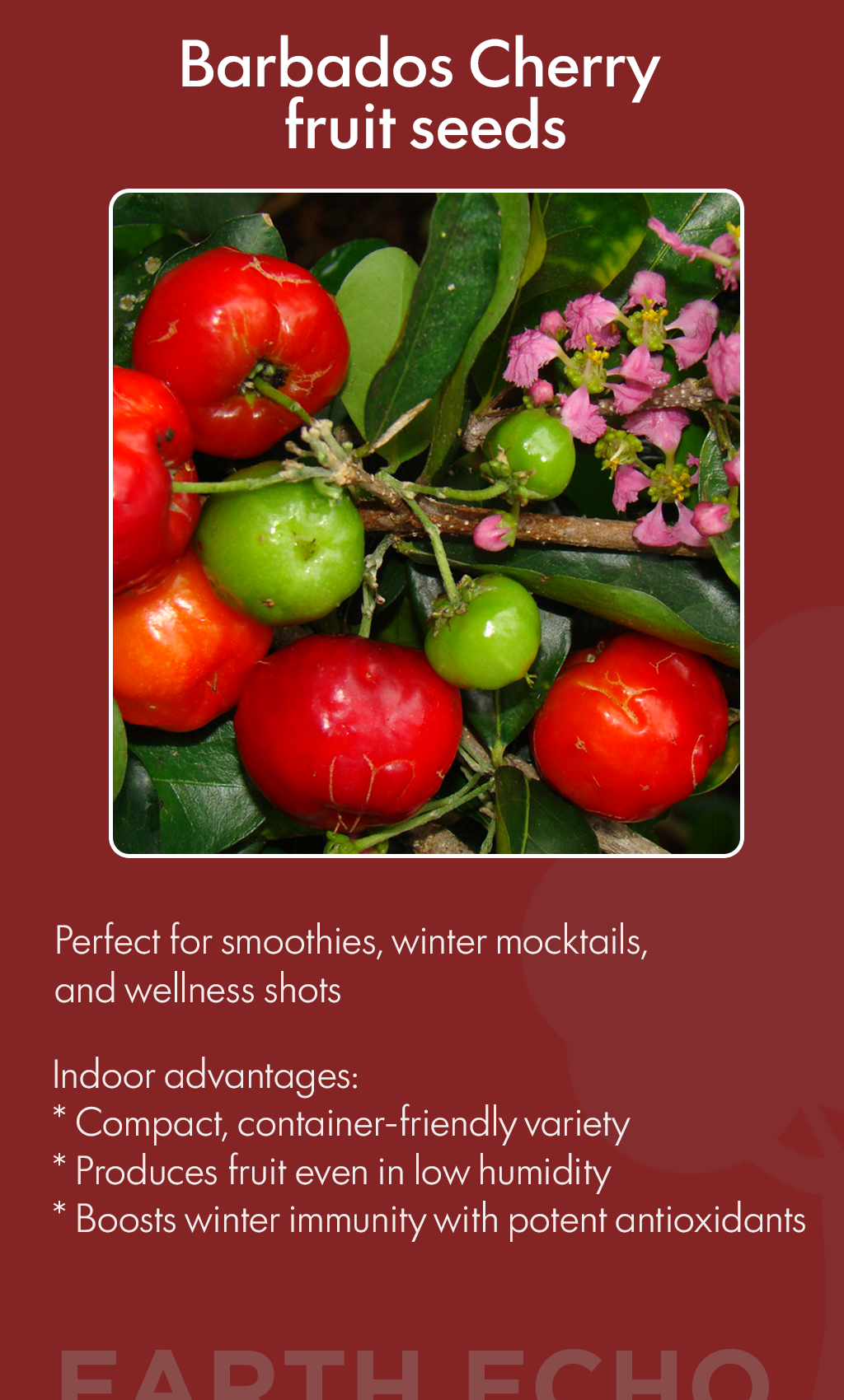 Grow Barbados Cherry at Home: The Winter Superfruit Americans Need This Season