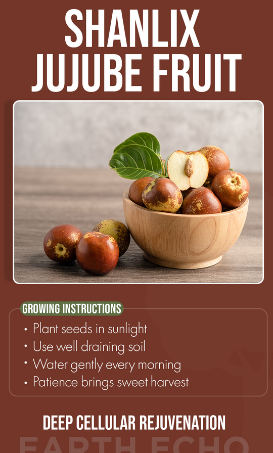 “Grow Sweet Summers at Home: Shanlix Jujube Fruit Seeds for Fresh & Dried Delights”