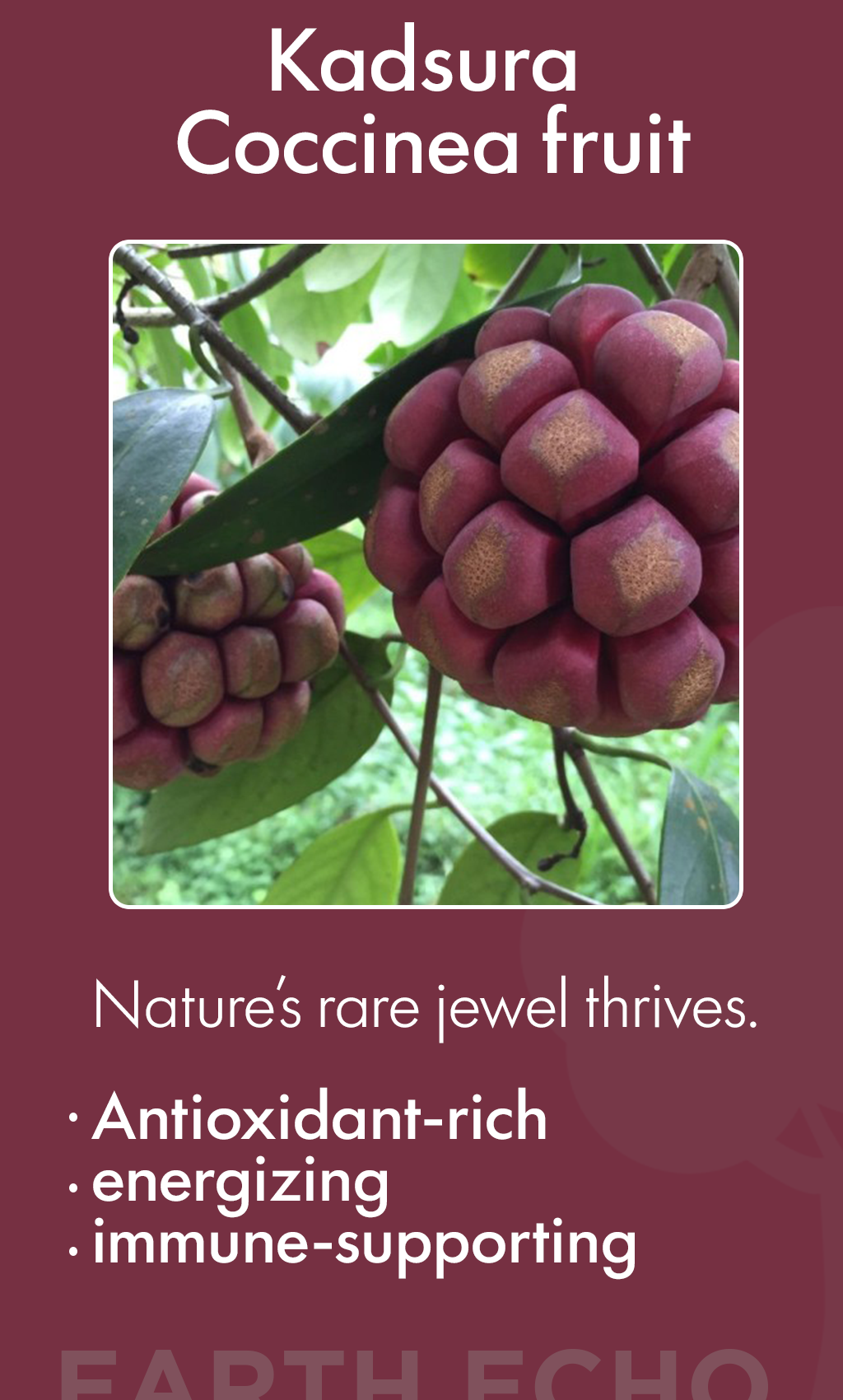 “Kadsura Coccinea: The Scarlet Winter Vine That Warms Your Garden and Soul—How to Plant and Grow This Rare Heirloom Fruit in the USA”