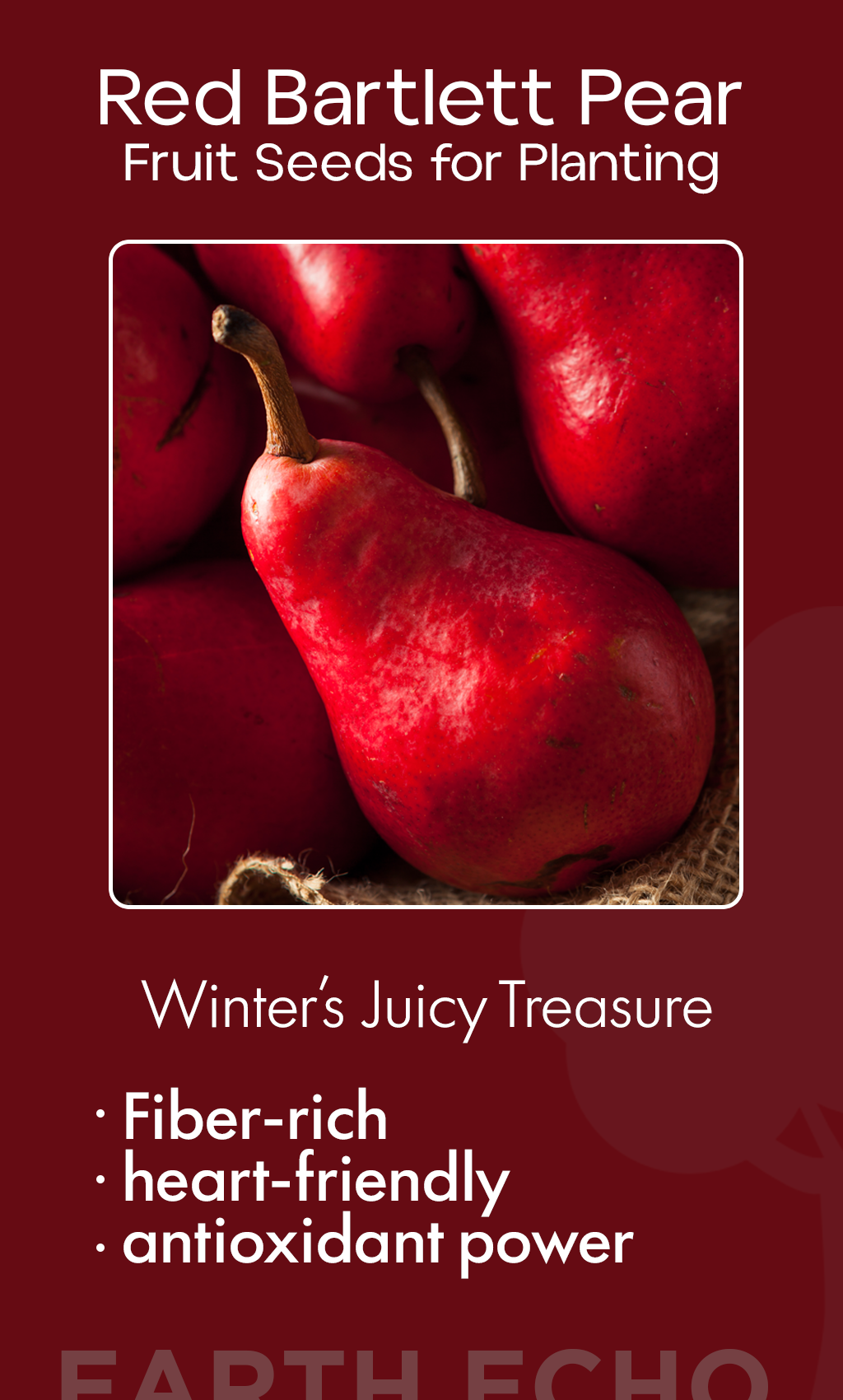 Red Bartlett Pear: A Winter-Sweet Treasure and How to Grow This Classic Fruit at Home