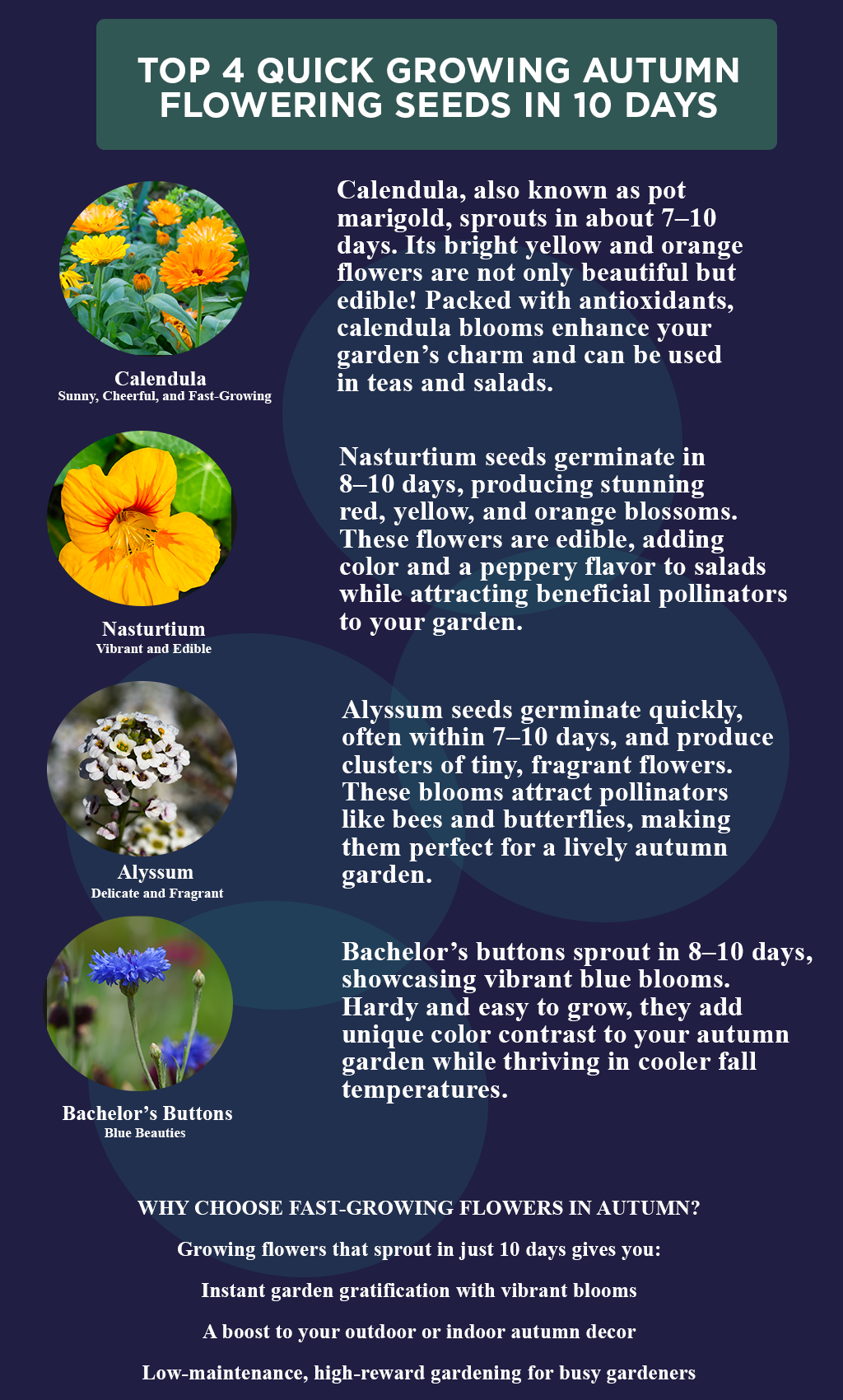Bloom Fast: 4 Gorgeous Autumn Flowers That Sprout in Just 10 Days