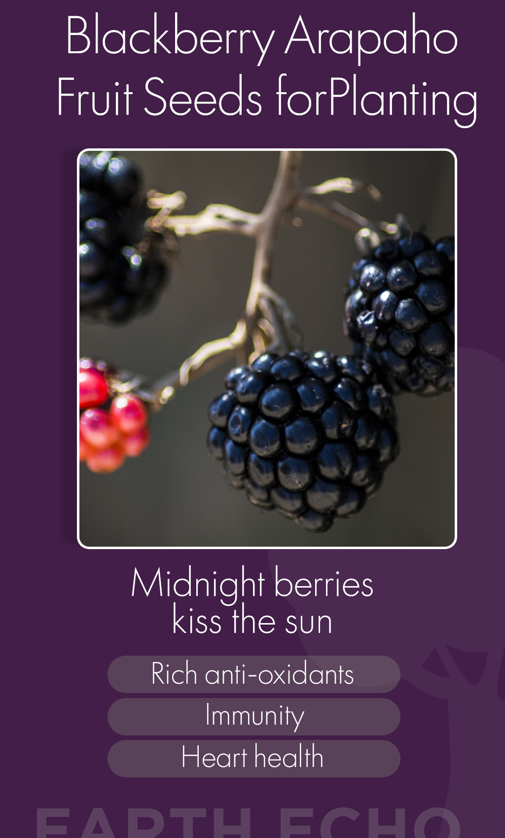 Grow Sweet Success: Why Blackberry Arapaho Seeds Are Perfect for Your Winter Garden