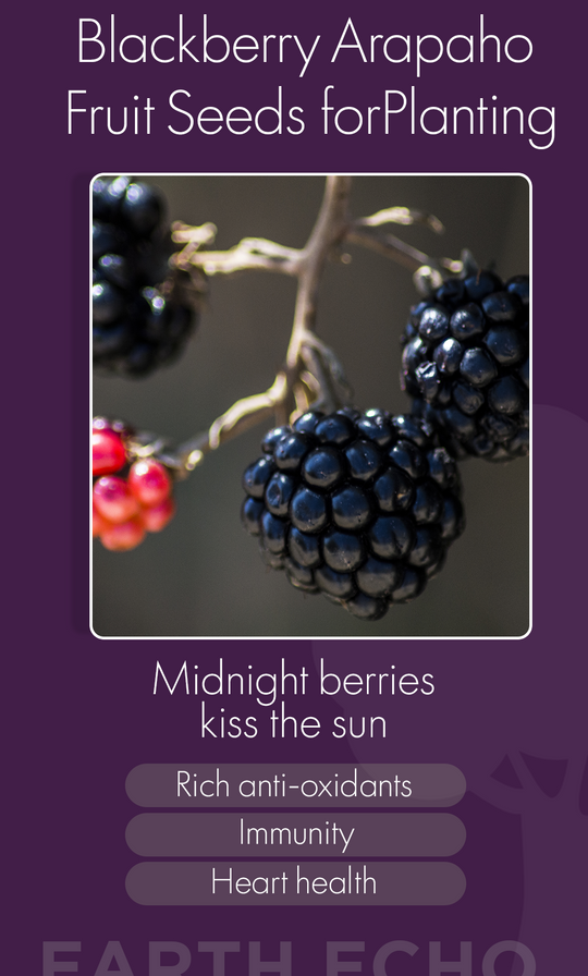 Grow Sweet Success: Why Blackberry Arapaho Seeds Are Perfect for Your Winter Garden