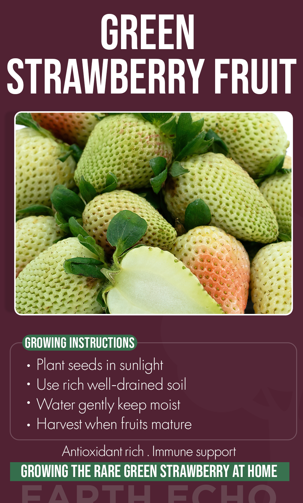 A Garden Surprise: Grow Rare Green Strawberries Even in Winter
