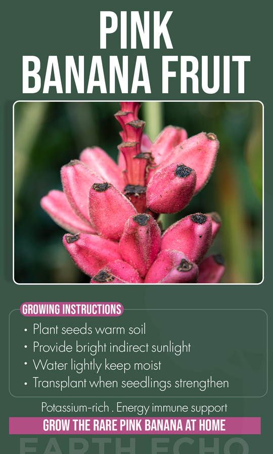 Bring Tropical Beauty Home: Grow Rare Pink Banana Plants This Winter