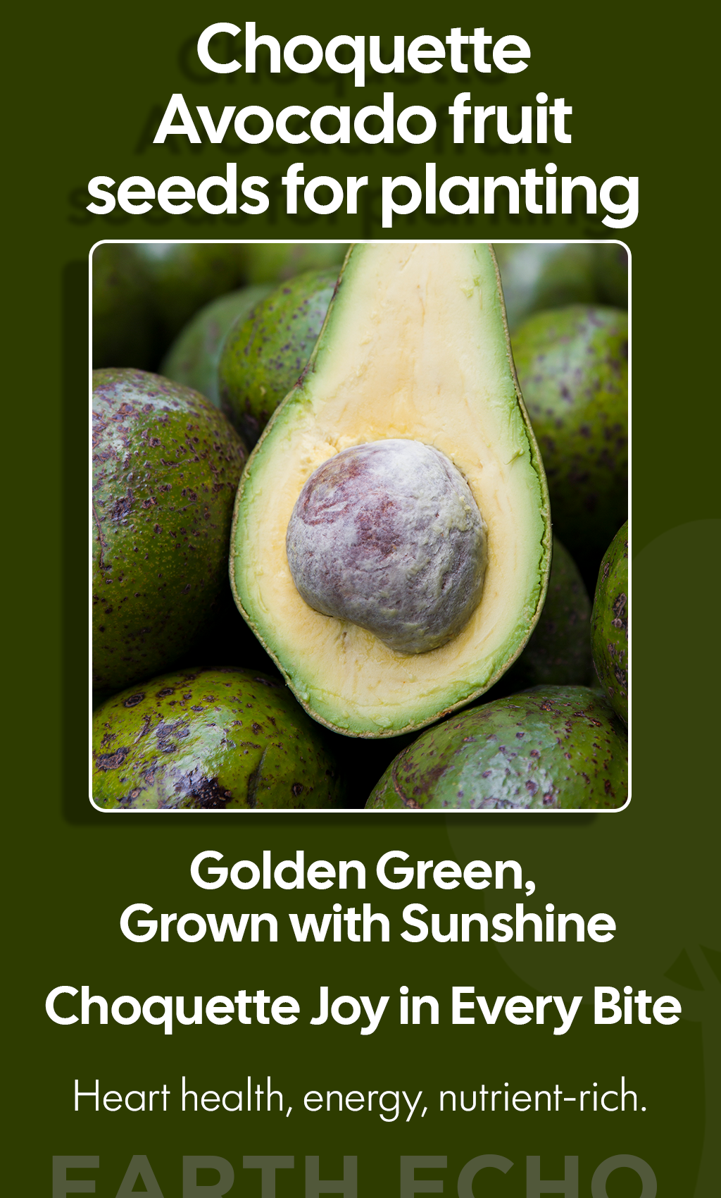 Choquette Avocado: Grow Winter Wellness from a Single Seed
