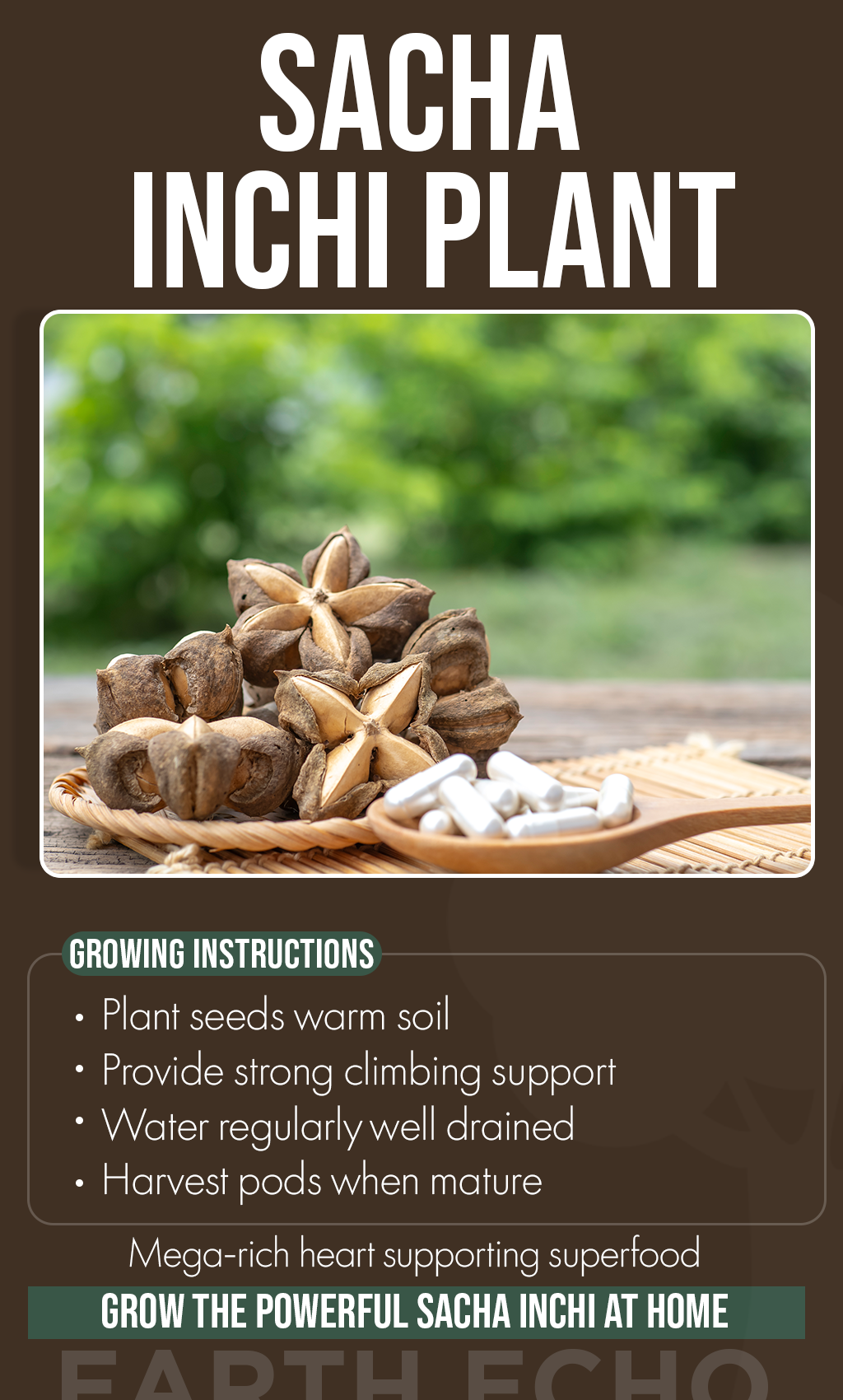 Grow Your Own Superfood This Winter: Sacha Inchi Seeds for a Healthier Garden