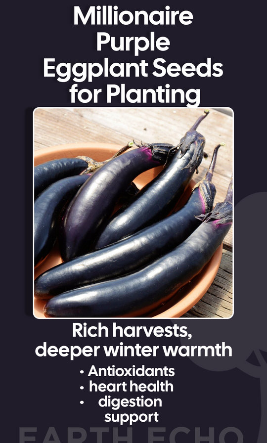Grow Rich in Flavor This Winter with Millionaire Purple Eggplant