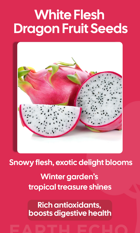 Grow Wellness at Home: White Flesh Dragon Fruit Seeds for a Healthier Winter Garden