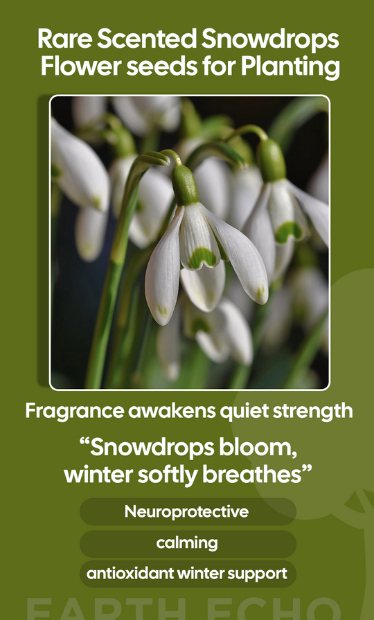 Winter’s Quiet Magic: Grow Rare Scented Snowdrops in Your Home Garden