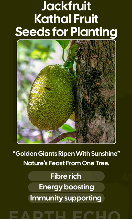 Grow Your Own Tropical Treasure: Jackfruit Kathal Seeds for a Healthier Winter Garden