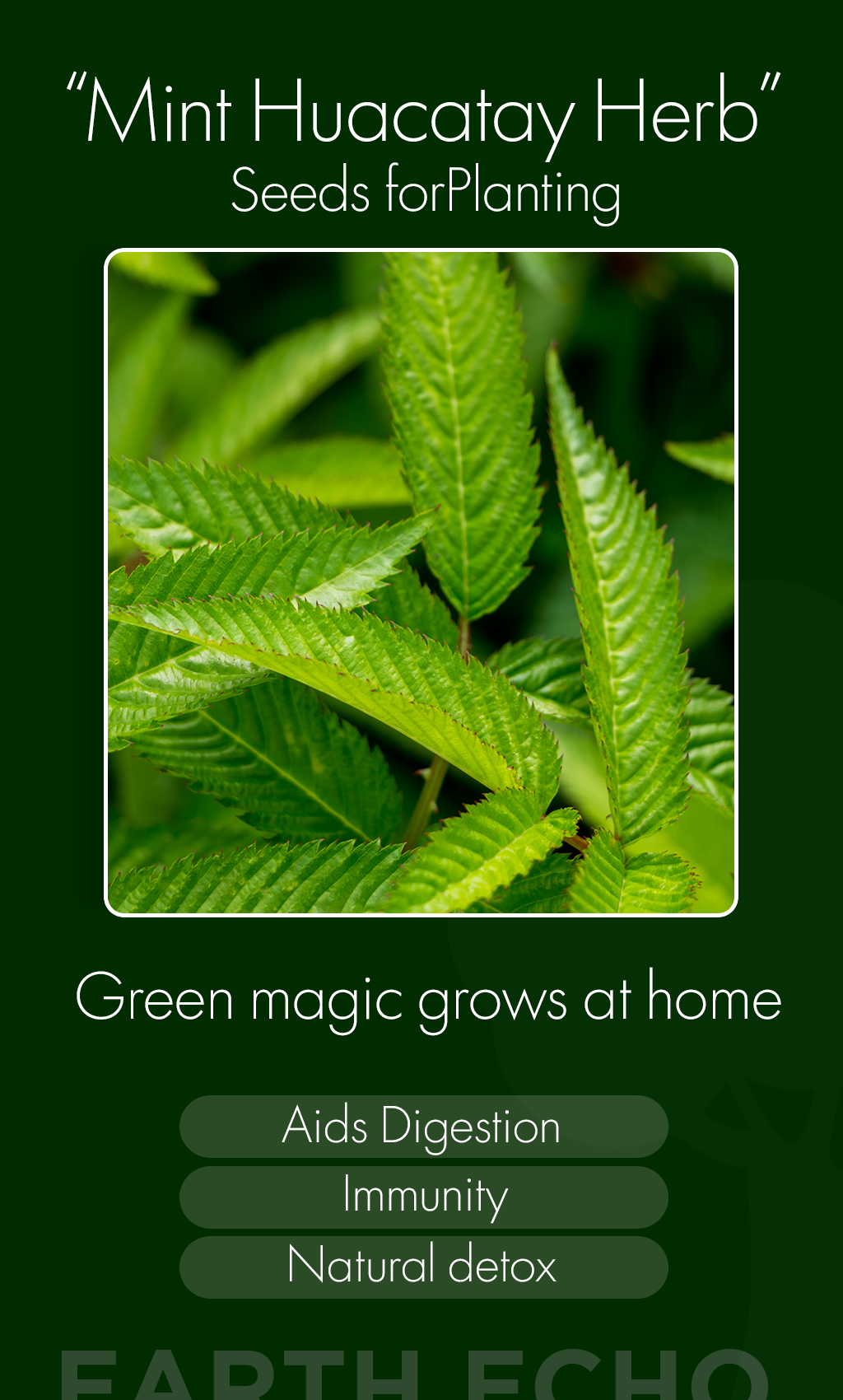 Mint Huacatay Herb Seeds: Grow Winter Flavor, Wellness & Tradition in Your Organic Garden