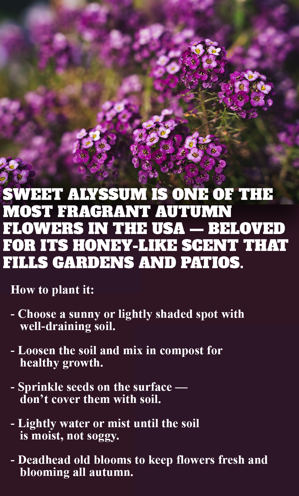 “The Ultimate Guide to Growing Sweet Alyssum – America’s Favorite Fragrant Flower 🌸”