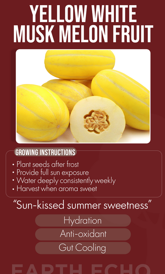 Growing Sweet Sunshine: Yellow White Musk Melon Seeds for a Healthier Winter Garden