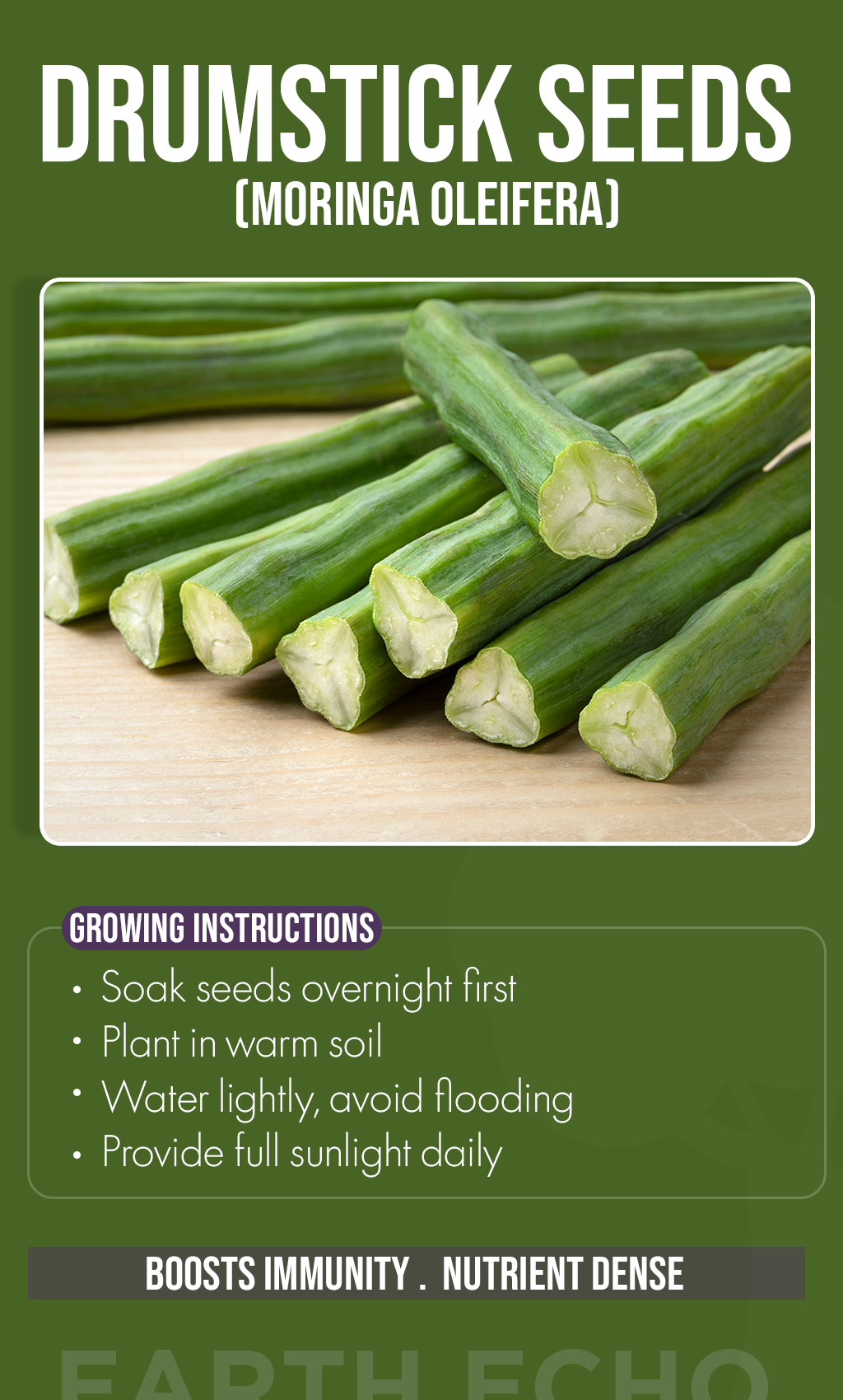 Grow Your Own Superfood Tree This Summer: The Power of Moringa at Home