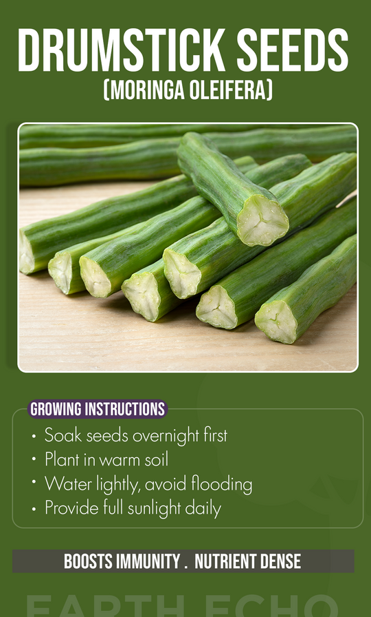 Grow Your Own Superfood Tree This Summer: The Power of Moringa at Home