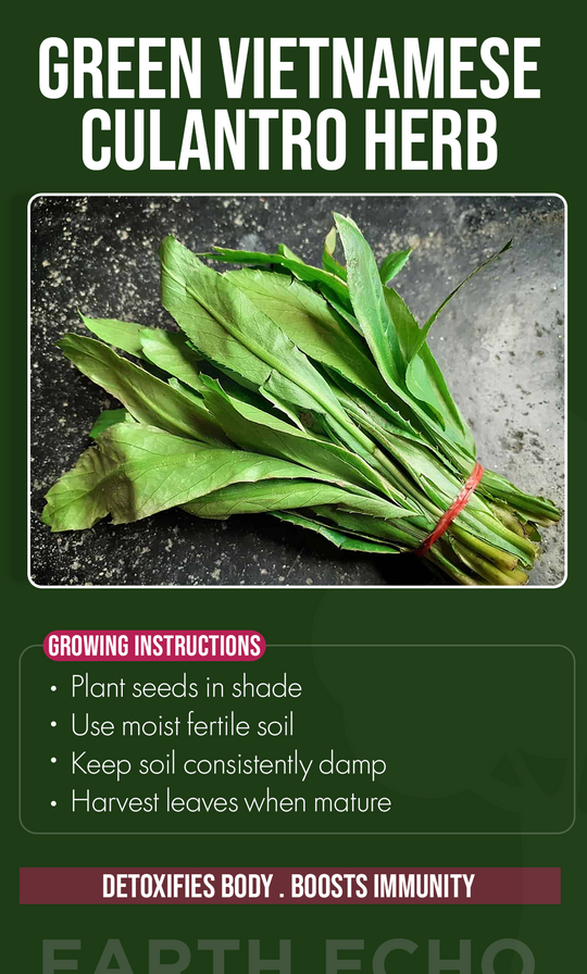 Bring Bold Flavor Home: Grow Green Vietnamese Culantro This Summer