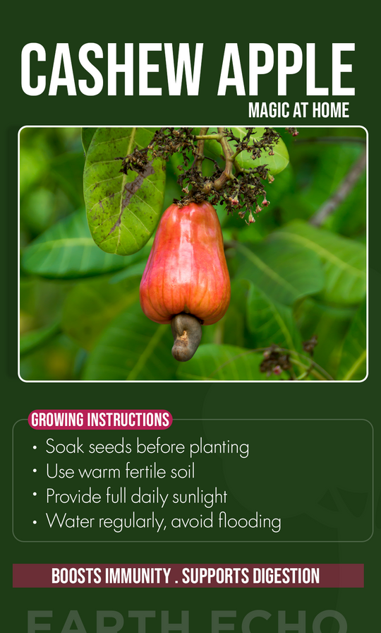 Bring Tropical Luxury Home: Grow Cashew Apple Trees From Seed This Summer
