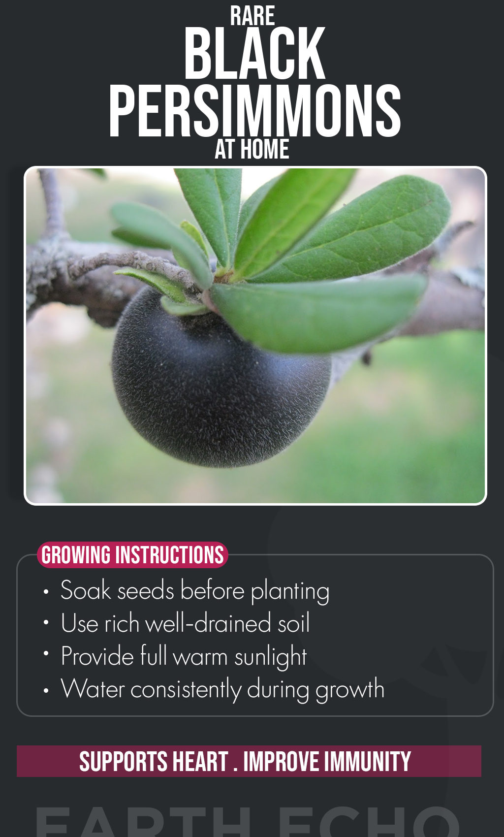 Grow Something Rare This Summer: Discover the Beauty of Black Persimmon Trees