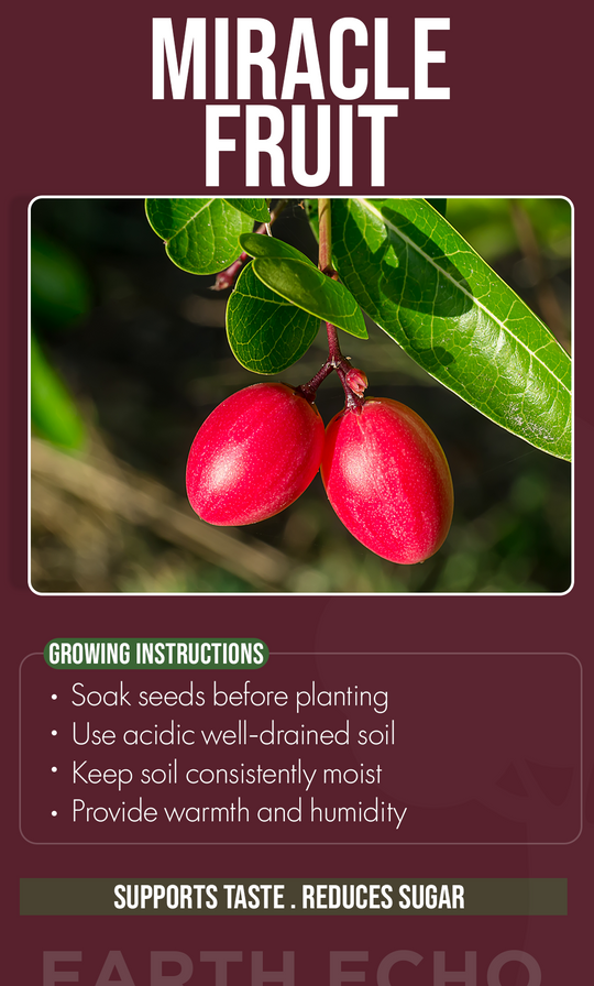 Grow Nature’s Sweetest Surprise: Miracle Fruit Seeds for Your Summer Garden