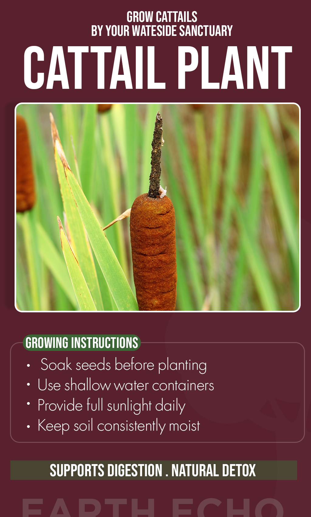 Create a Peaceful Waterside Paradise: Grow Cattail Plants in Your Summer Garden
