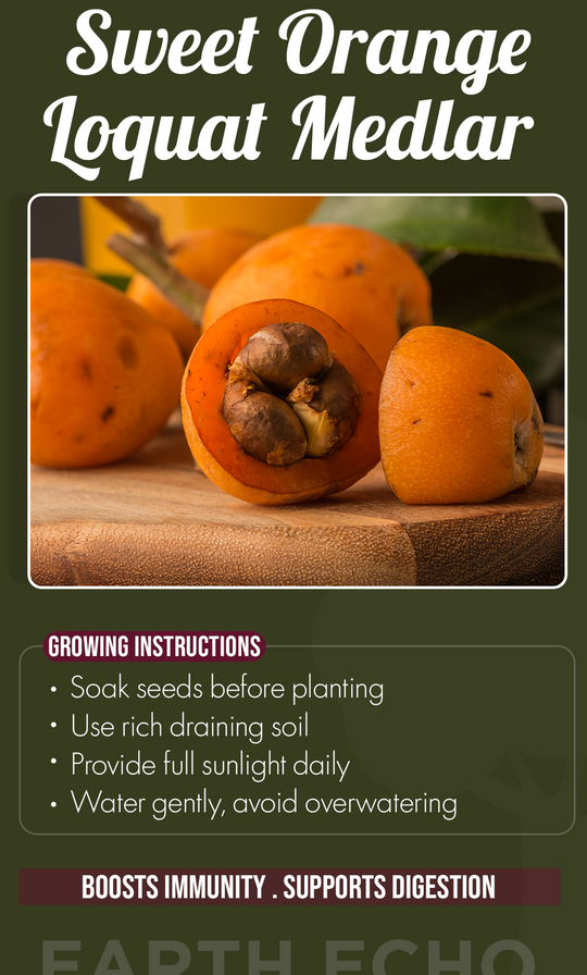 Grow Golden Summer Harvests: Orange Loquat Medlar Seeds for a Thriving Home Garden