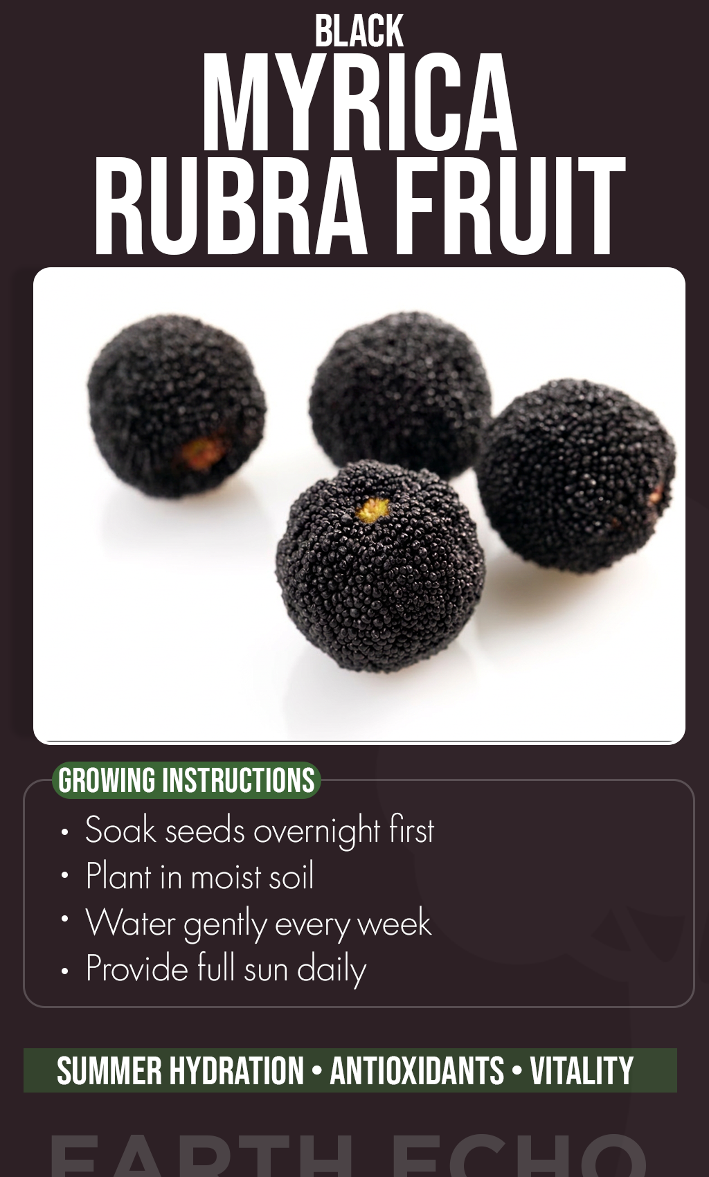 Grow an Exotic Treasure: Black Myrica Rubra Fruit Seeds for a Unique Summer Garden