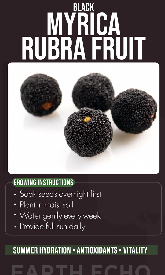 Grow an Exotic Treasure: Black Myrica Rubra Fruit Seeds for a Unique Summer Garden
