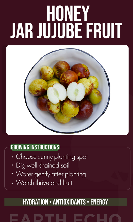 Grow Sweet Moments at Home: Plant Honey Jar Jujube Seeds for a Bountiful Summer Harvest