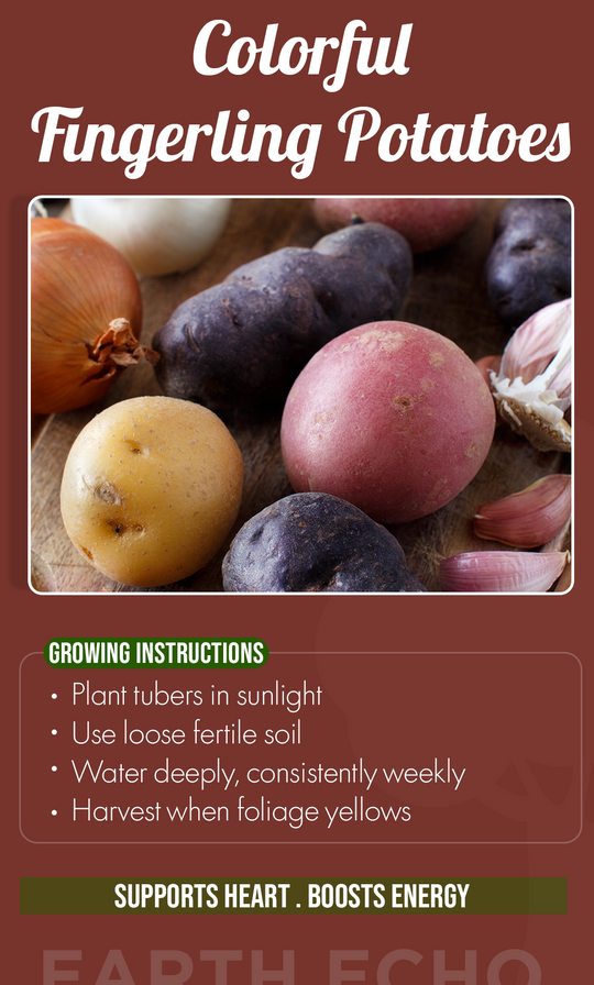 Grow Gourmet Harvests at Home: Fingerling Potato Mixed Variety Seeds for a Flavorful Summer Garden