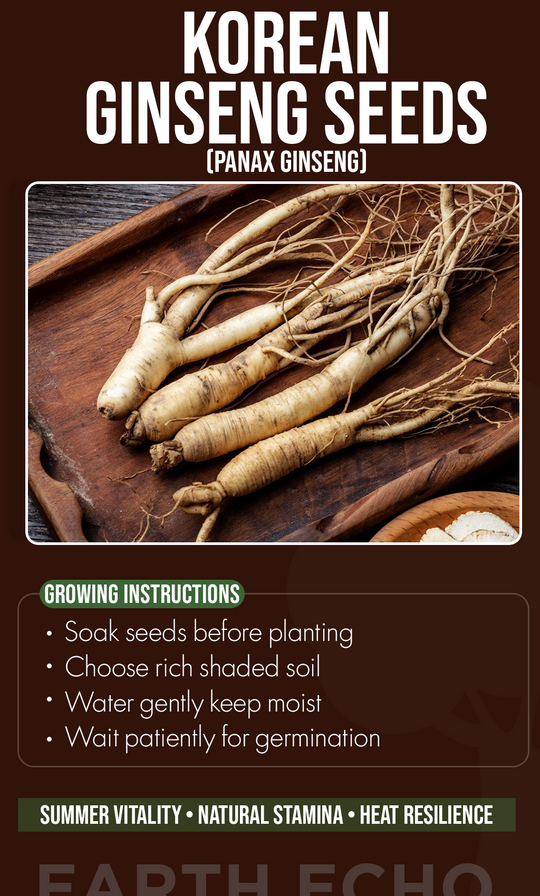 Grow a Timeless Garden Treasure: Plant Korean Ginseng Seeds and Cultivate Nature's Finest Roots