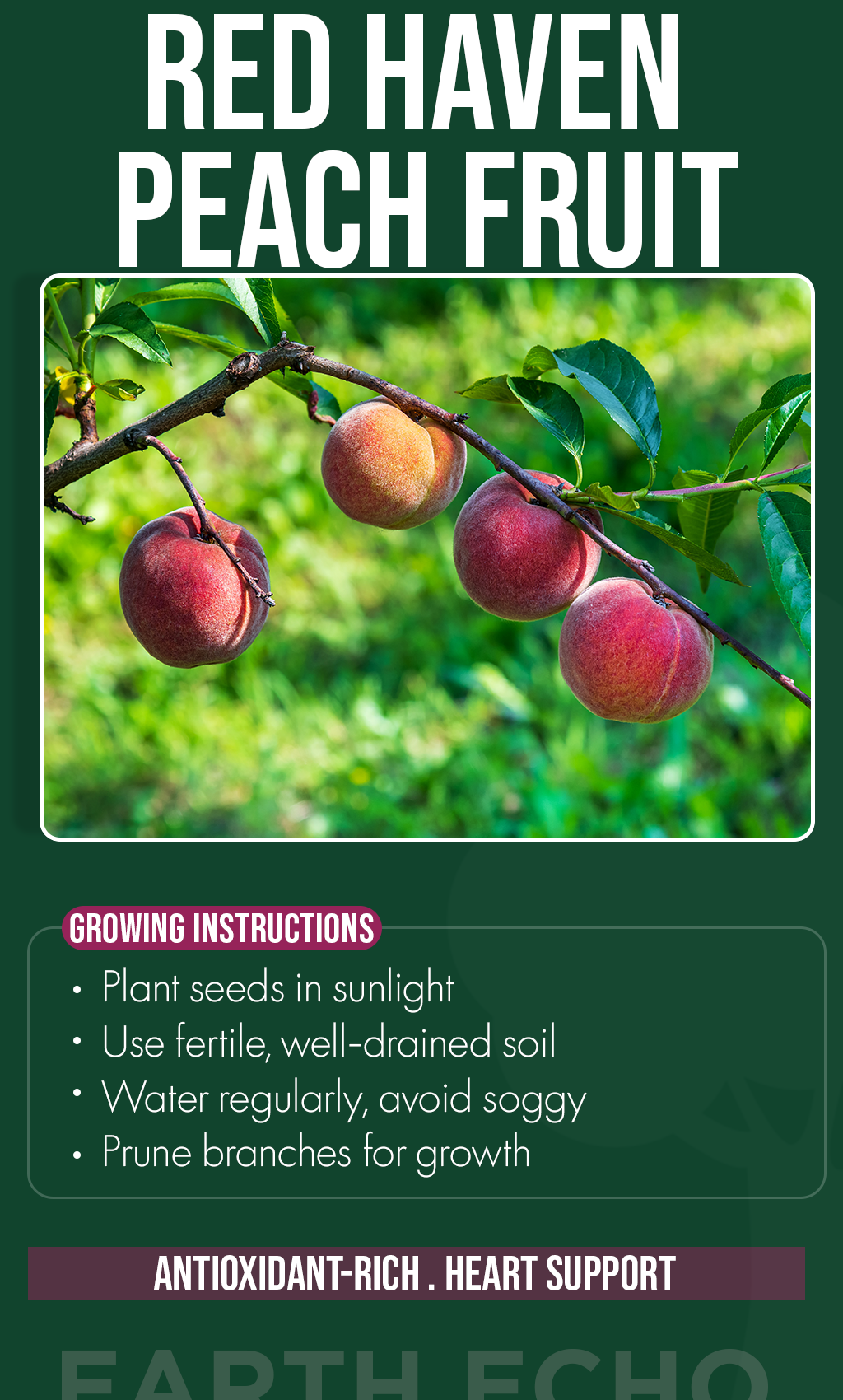 Sweet Winter Dreams: Grow Red Haven Peaches at Home