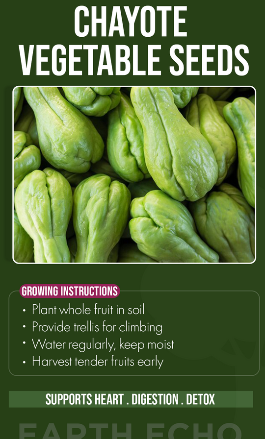 Grow Comfort & Flavor This Winter: Chayote Seeds for a Thriving Home Garden