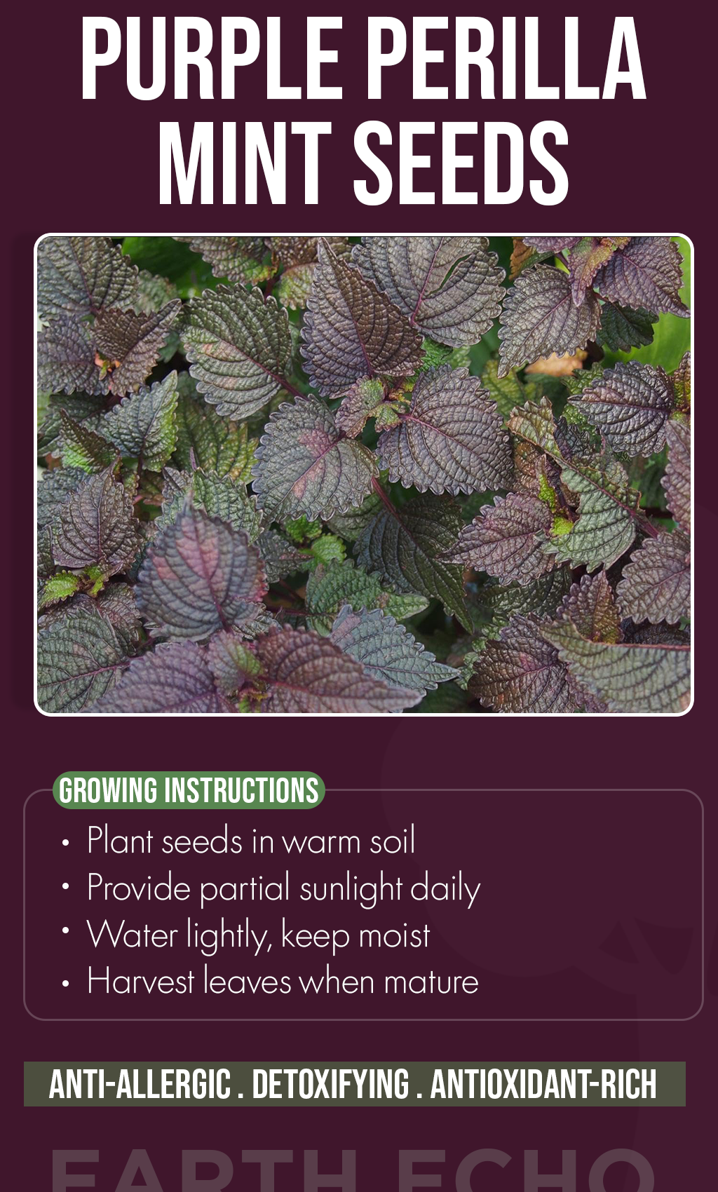 A Touch of Color, A Breath of Wellness: Grow Purple Perilla Mint This Winter