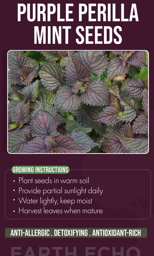 A Touch of Color, A Breath of Wellness: Grow Purple Perilla Mint This Winter
