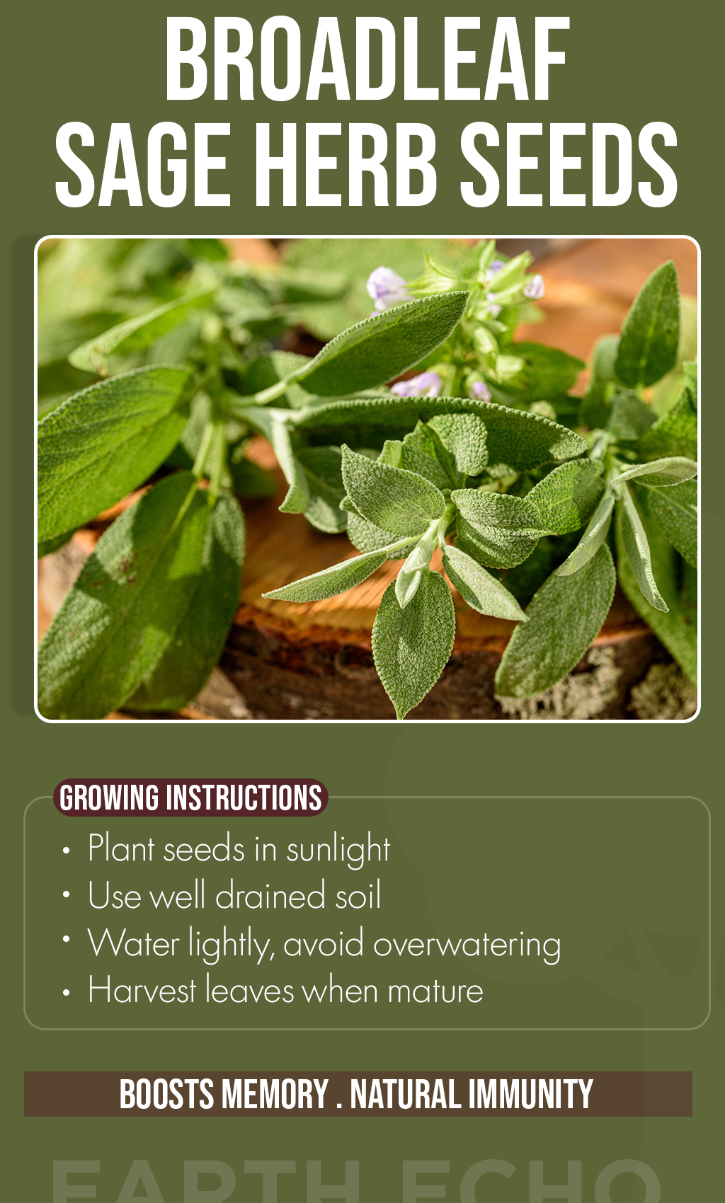 Grow the Essence of Wellness: Broadleaf Sage Seeds for Your Winter Garden