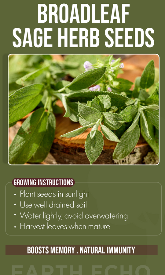 Grow the Essence of Wellness: Broadleaf Sage Seeds for Your Winter Garden