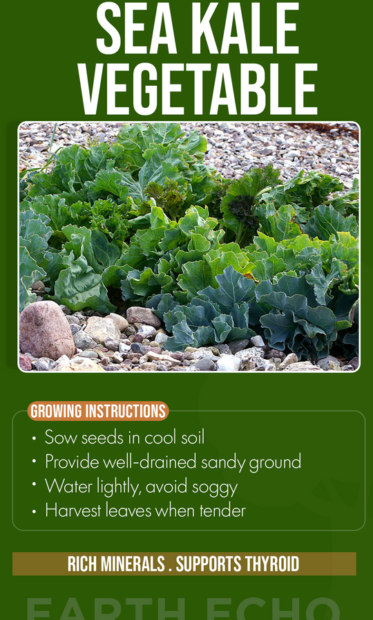 Grow Something Rare This Winter: Sea Kale Seeds for a Unique Home Garden