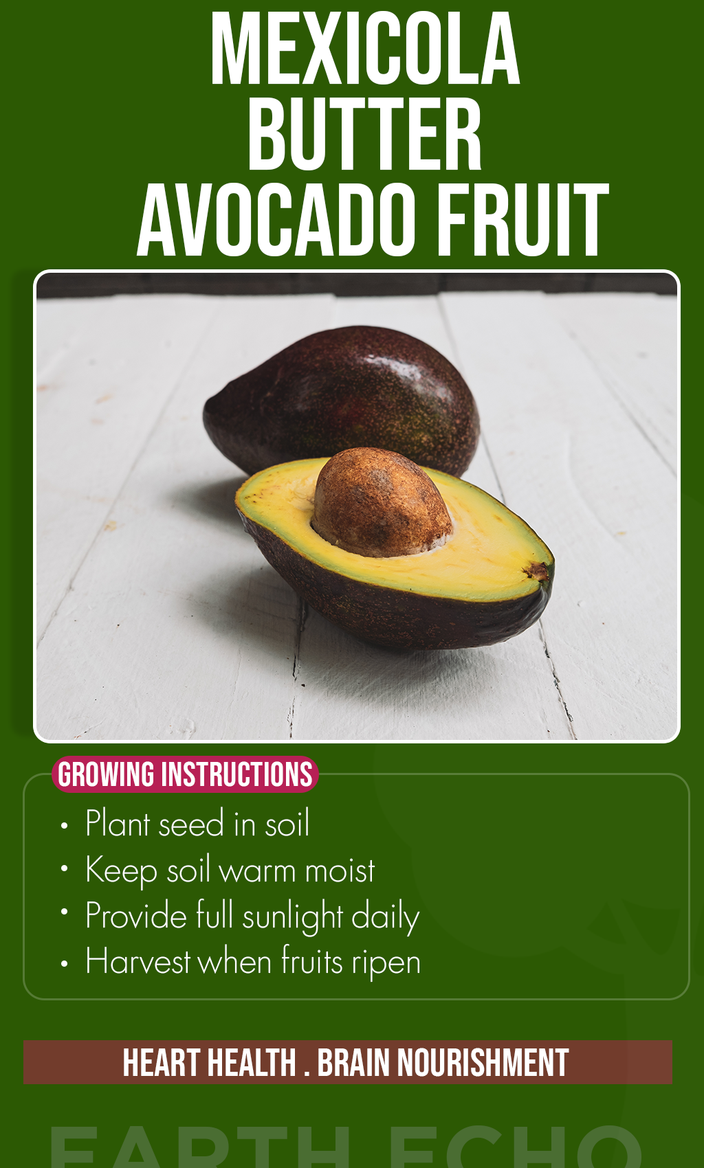 Grow Creamy Abundance at Home: Mexicola Butter Avocado Seeds for a Thriving Summer Garden