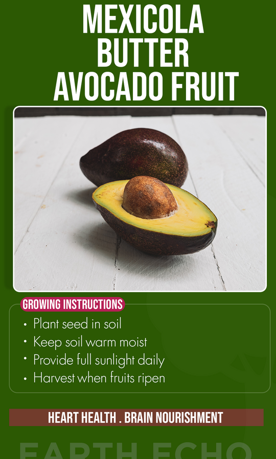 Grow Creamy Abundance at Home: Mexicola Butter Avocado Seeds for a Thriving Summer Garden